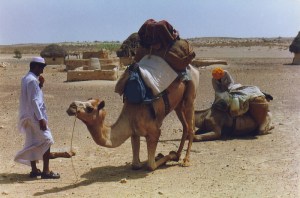 camel_one_previous_owner4